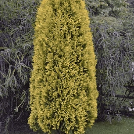 Туя западная Europa Gold