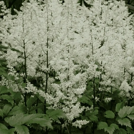 Астильба Арендса Rock and Roll