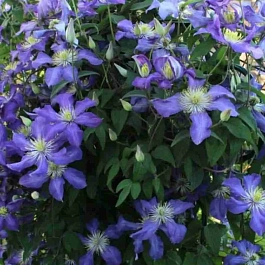 Клематис крупноцветковый Лазурштерн