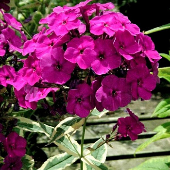 Флокс метельчатый Арлекин