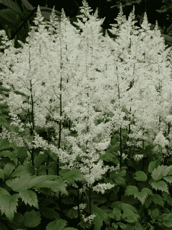 Астильба Арендса Rock and Roll