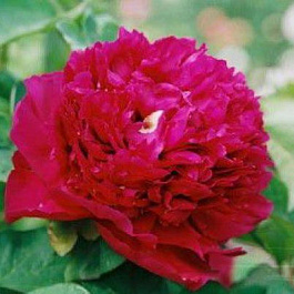 Пион древовидный Гранатовый браслет