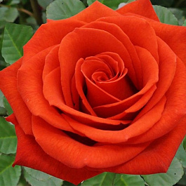 Роза чайно-гибридная Сантана