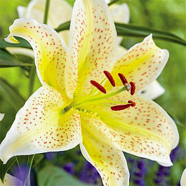 Лилия восточная Тайгермун НАБОР 2ШТ (1+1)