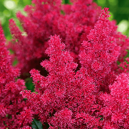 Астильба японская Koblenz