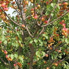 Абрикос Триумф северный