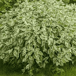 Дерен белый Ivory Halo