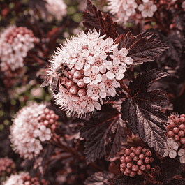 Пузыреплодник калинолистный Summer Wine