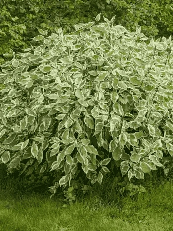 Дерен белый Ivory Halo