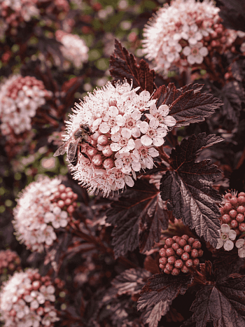 Пузыреплодник калинолистный Summer Wine