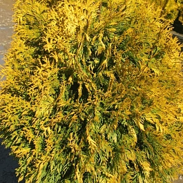 Туя восточная Golden Minaret