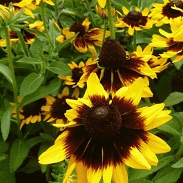 Рудбекия волосистая Sonora