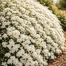 Аубриета Regado  White