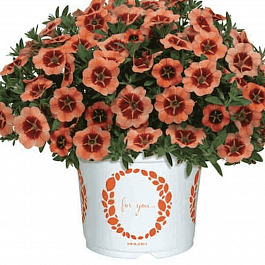 Калибрахоа Tik Tok Orange