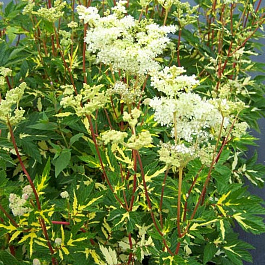 Лабазник вязолистный Вариегата Лабазник вязолистный Вариегата