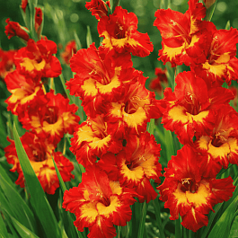 Гладиолус Vasto