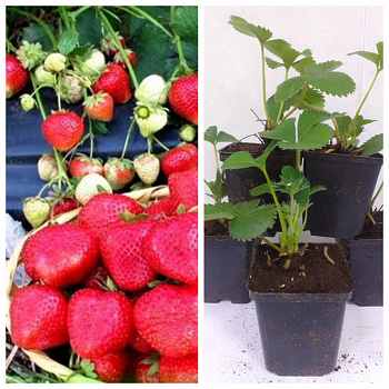 Земляника садовая Антеа НАБОР 5ШТ