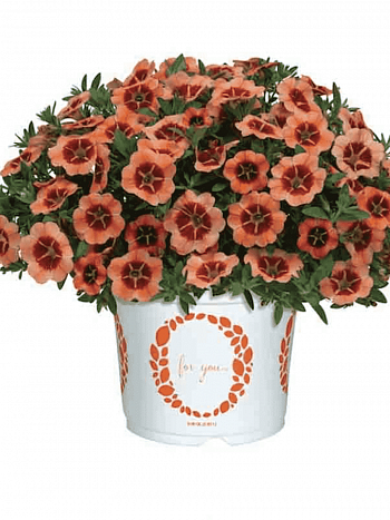 Калибрахоа Tik Tok Orange