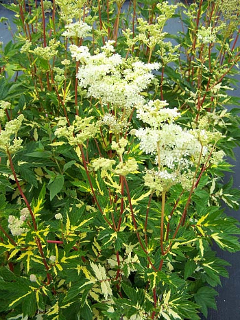 Лабазник вязолистный Вариегата