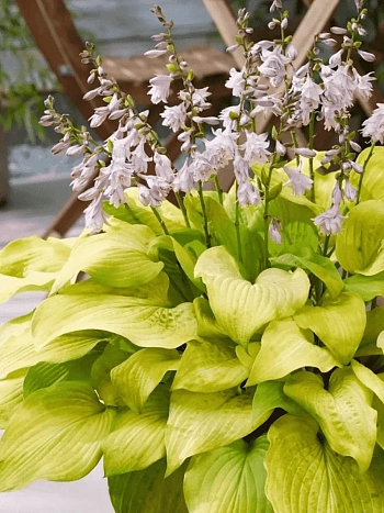 Хоста Ki Ren Jyaku