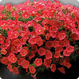 Петуния ампельная F1 Шок Вейв Корал Краш