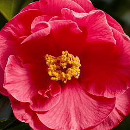 Камелия японская  Dr. King