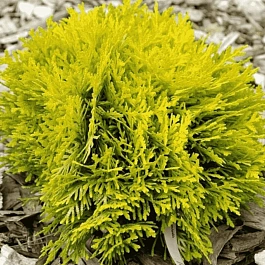 Туя западная Amber Glow