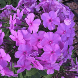 Флокс метельчатый Princess Sturdza