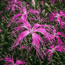 Гвоздика гибридная Dancing Geisha