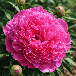 Гвоздика садовая Collection Pink Pom Pom