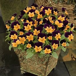 Виола рогатая Admire Orange Purple Wing