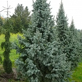 Ель колючая Retroflexa