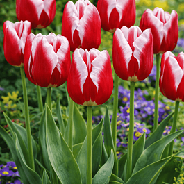 Тюльпан триумф  Leen Van Der Mark