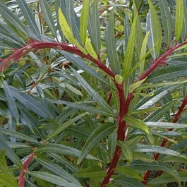 Ива сахалинская Sekka