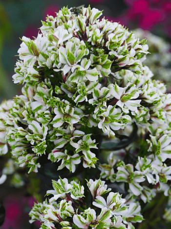 Флокс метельчатый Pure Feelings