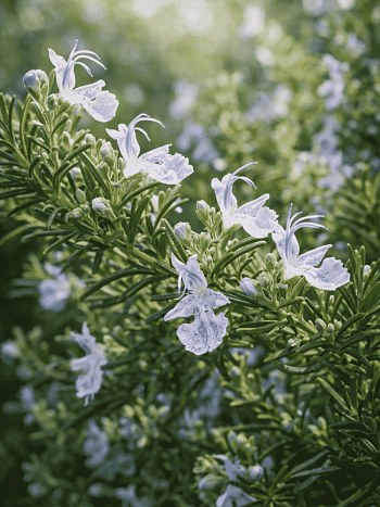 Розмарин лекарственный Capri