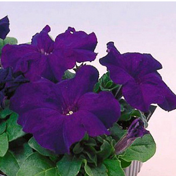 Петуния грандифлора Саксесс 360° Блю