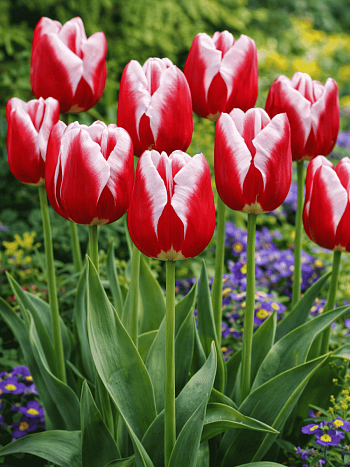 Тюльпан триумф  Leen Van Der Mark