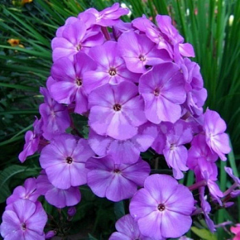 Флокс метельчатый Андрэ НАБОР 2ШТ (1+1)