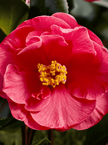 Камелия японская  Dr. King