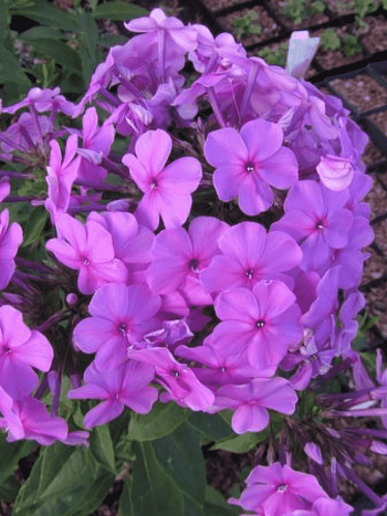 Флокс метельчатый Princess Sturdza