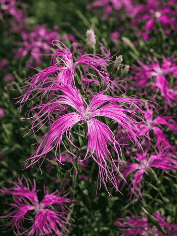 Гвоздика гибридная Dancing Geisha
