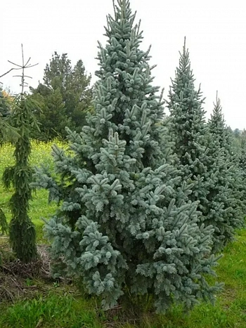 Ель колючая Retroflexa