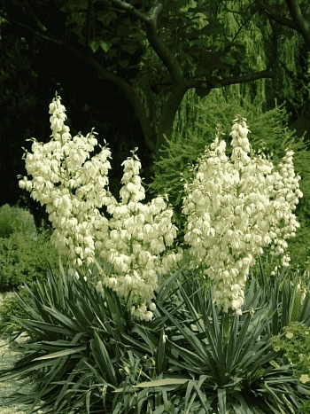 Юкка нитчатая