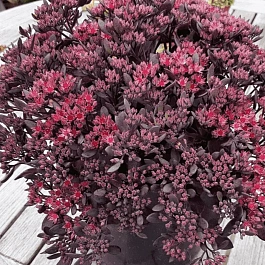 Очиток гибридный Red Sparkle