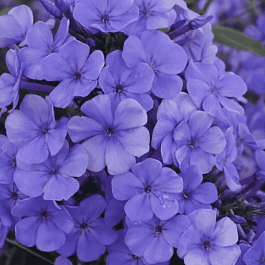 Флокс метельчатый 'Sweet Summer Ocean'