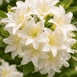 Азалия крупноцветковая Schneekopfchen