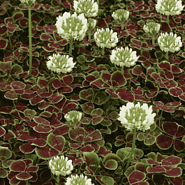 Клевер ползучий Pentaphyllum