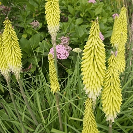 Книфофия ягодная Little Maid