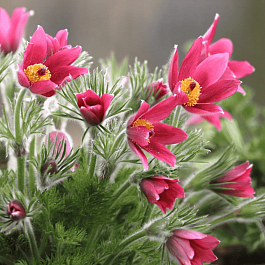 Прострел обыкновенный Rose Bells 